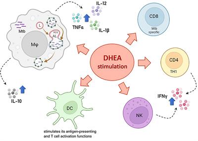 The Immunoregulatory Actions of DHEA in Tuberculosis, A Tool for Therapeutic Intervention?